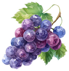 PNG Grapes grapes blueberry produce.