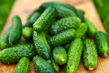 Freshly picked green cucumbers on the board background