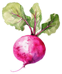 PNG Radish radish vegetable produce.