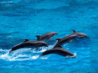 dolphin jumping in the water