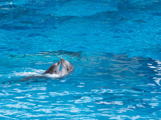 Fototapeta premium dolphin in the water