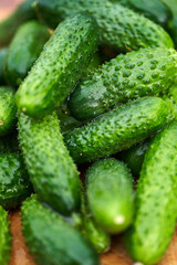Freshly picked green cucumbers on the board background