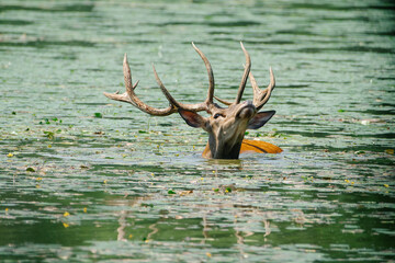 Majestic deer swimming in the serene green lake waters.