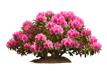 A Delicate Dance of Pink Azalea Blossoms in Springtime on a White or Clear Surface PNG Transparent Background