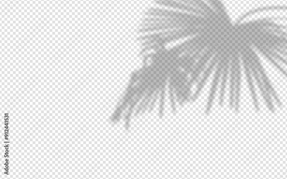 Wall mural shadow overlay from a palm tree branch isolated on a transparent background.