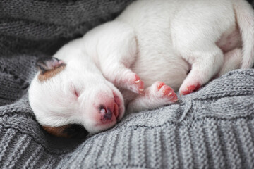 Newborn Puppy is lying on white blanket