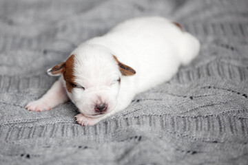 Newborn Puppy is lying on white blanket