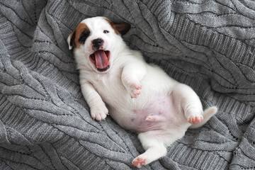 Newborn Puppy is lying on white blanket