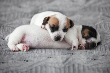 Newborn Puppy is lying on white blanket