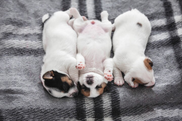 Newborn Puppy is lying on white blanket