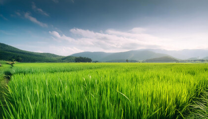 Fototapeta premium Close-Up of a Landscape with Green Fields