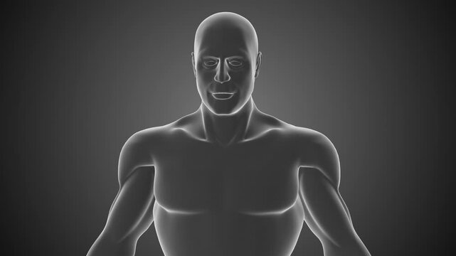 Human anatomy is afflicted with sinuses