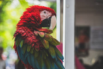 A tousled red macaw parrot sits on a branch with its head turned © Davyd Varabyou