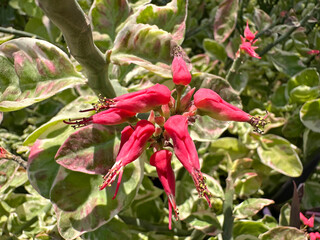 Blooming Pedilanthus tithymaloides (lat.- Euphorbia tithymaloides) in the Ein Gedi Botanical Garden