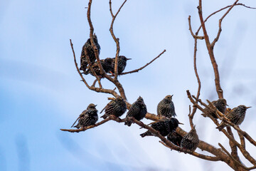 A group of starlings perched on bare branches against a clear sky.