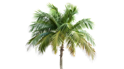 Isolated transparent tropical palm tree 
Floral design with leafs