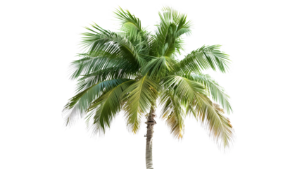 Isolated transparent tropical palm tree 
Floral design with leafs