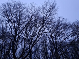 evening trees