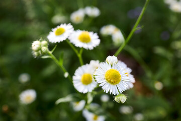 Erigeron strigosus flowering plant daisy family known as prairie fleabane, common eastern fleabane, and daisy fleabane. Selective focus with copy space.