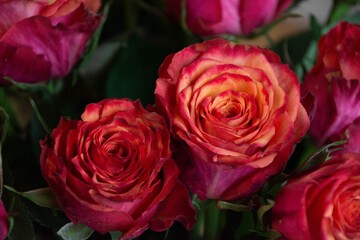 グラデーションカラーのバラ