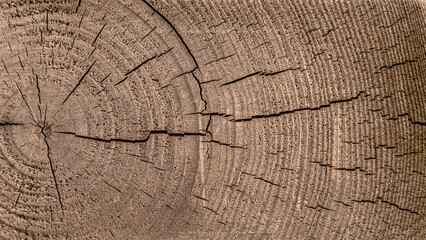 Wide tree stump cross section with growth rings and cracks texture