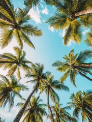 Obraz premium A group of palm trees against a blue sky