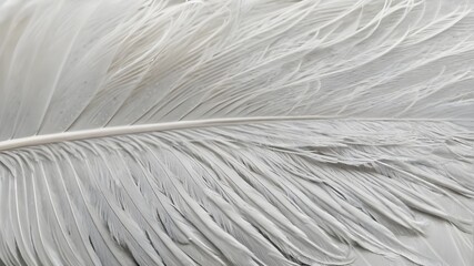 Close-Up of Feather Texture