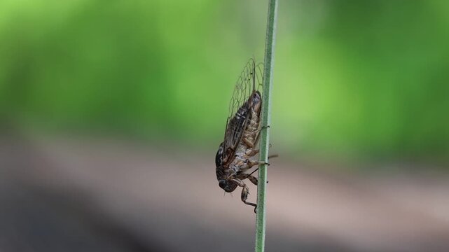 cicada insect perching on twig