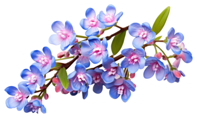 PNG Blossom flower orchid plant.