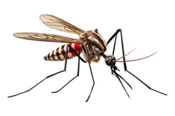PNG Mosquito animal insect white background.