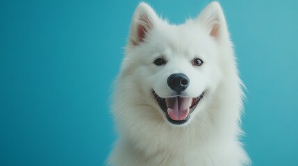 Fototapeta premium Happy Samoyed Against Blue Background in Indoor Setting