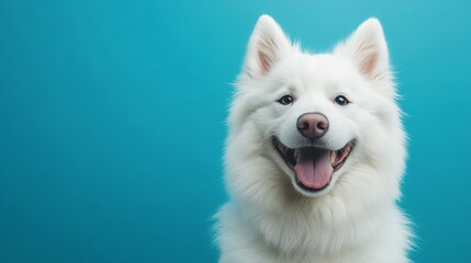 Fototapeta premium Happy Samoyed Dog Smiling Against a Bright Blue Background
