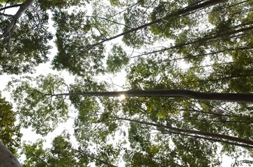 The towering Leda tree or Eucalyptus deglupta is a tall tree species, commonly known as rainbow wood, leda, garang or aren.