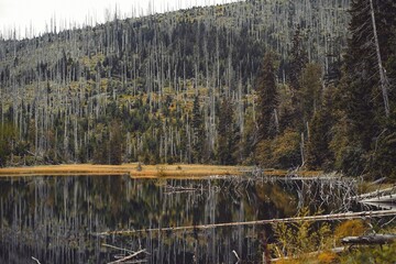A stunning collection showcasing the natural beauty of Šumava. Explore its dense forests, serene lakes, rolling hills, and diverse wildlife, capturing the essence of this picturesque national park