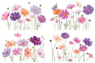 Set of pink cosmos flowers, Set of cosmos flower collection, Beautiful cosmos flower, Decorative floral design elements, Pink and red cosmos flowers on white background 