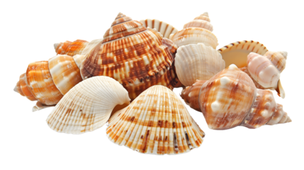Seashell isolated on transparent background
Summer beach souvenirs.
