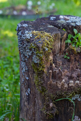 An old stump that remained after a tree was cut down. A beautiful part of forest nature. The stump is covered with moss