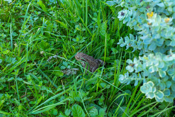 Portrait of toad sitting in green grass.