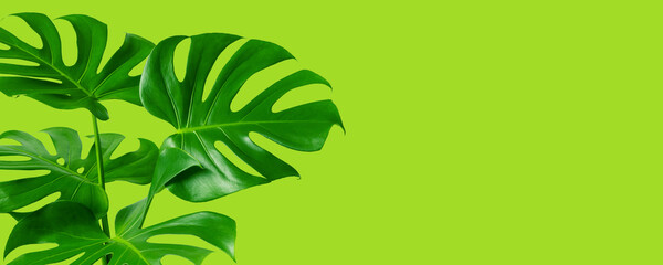 Selective focus beautiful monstera leaves on white color for decorating design transparency background.Tropical botanical