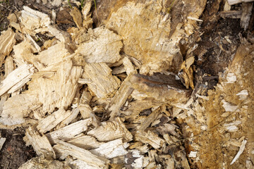 DEAD WOOD WITH WHITE ROT CAUSED BY LIGNINOLYTIC FUNGI.