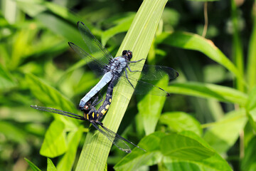 色違いの雌雄が繋がったオオシオカラトンボの交尾（自然光マクロ接写）