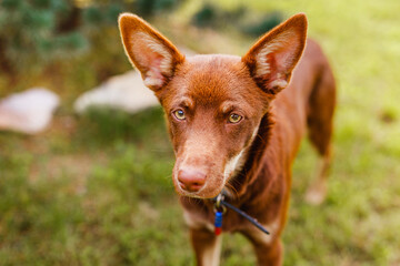 Australian Kelpie puppy outside in the yard on the green lawn