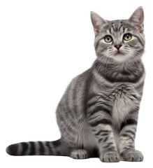 Fototapeta premium PNG Mammal animal kitten pet.