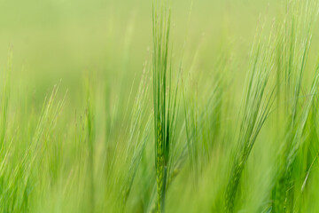 close up of green fields of Andalsnes in Norway in summer