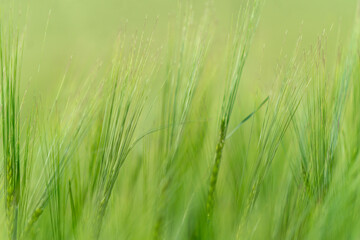 close up of green fields of Andalsnes in Norway in summer