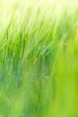 close up of green fields of Andalsnes in Norway in summer