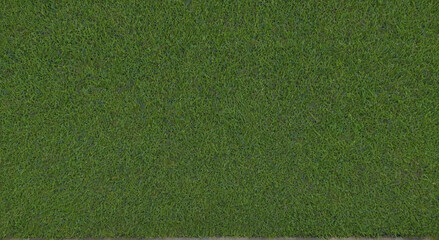 Obraz premium green grass background