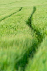 Fototapeta premium close up of green fields of Andalsnes in Norway in summer