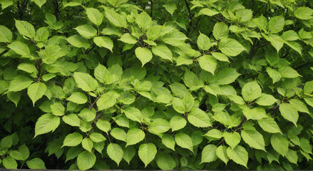 Fototapeta premium green leaves background