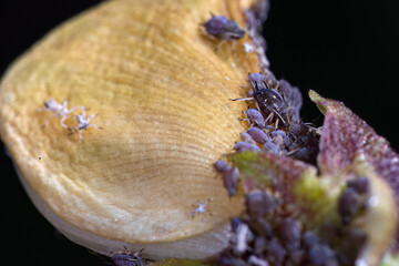 Aphid Infestation on Green Bean Plant
